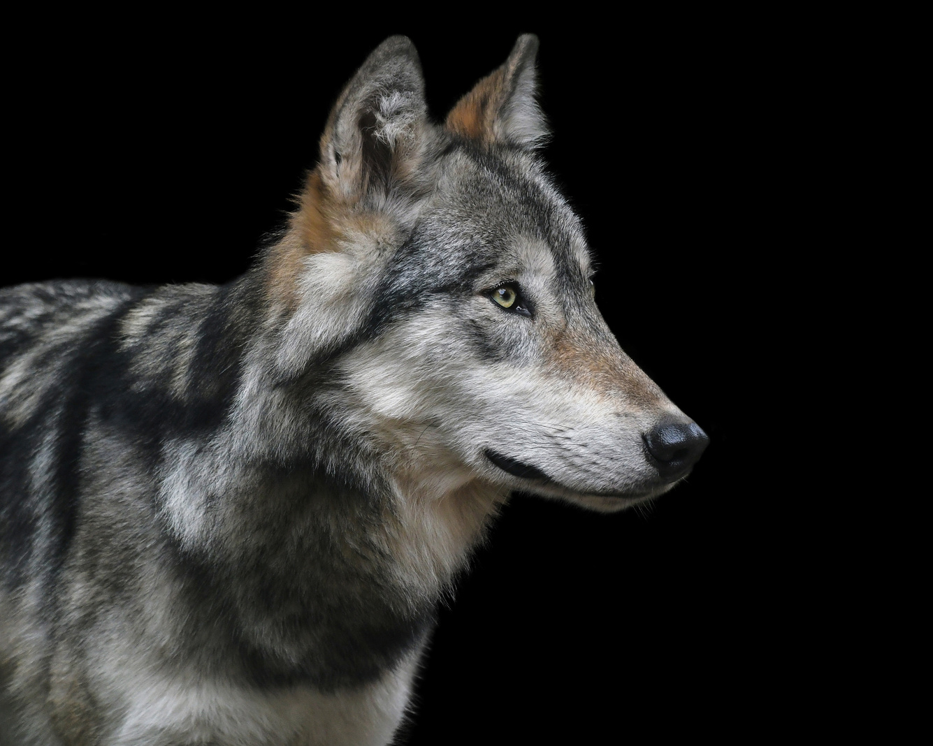 Portrait Of A Wild Wolf On Black Background